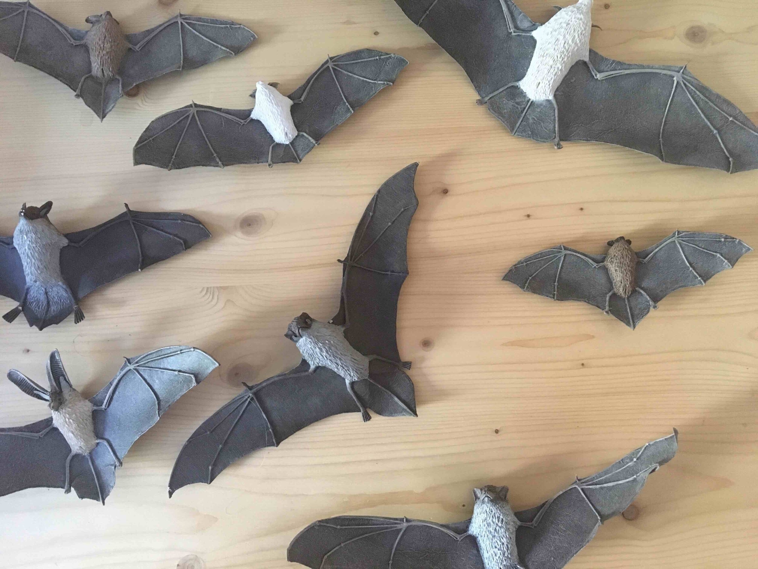 Lors de son passage, Boris Misiak a amené des sculptures très réalistes des différentes espèces de chauves souris. Ce sont les œuvre de l’artiste Chirop Terre